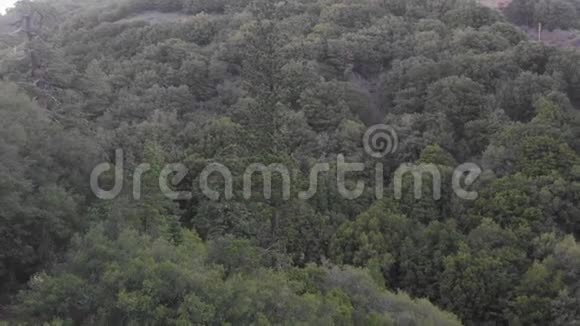 茂密的绿色森林中的一棵大树视频的预览图