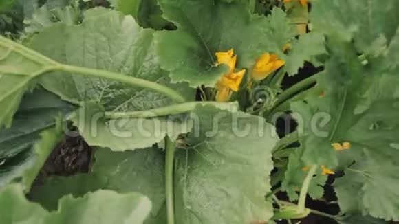 夏园中的西葫芦或古吉特的植物开花植物视频的预览图