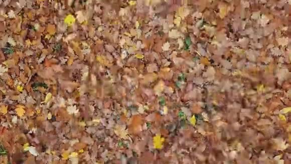 飞越秋叶视频的预览图