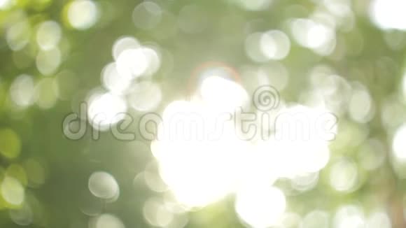 美丽的波克抽象的背景树叶中的太阳向下移动视频的预览图