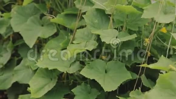 花园中黄瓜的植物开花植物视频的预览图