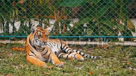 动物园里的老虎躺在草地上视频的预览图