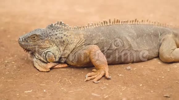 沙漠景观中一只橙色鬣蜥的特写镜头一张电影照视频的预览图