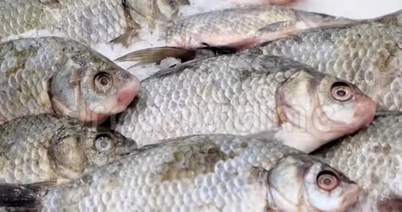 冰上的鱼冰上的鱼冷冻鱼类烹饪特写视频的预览图