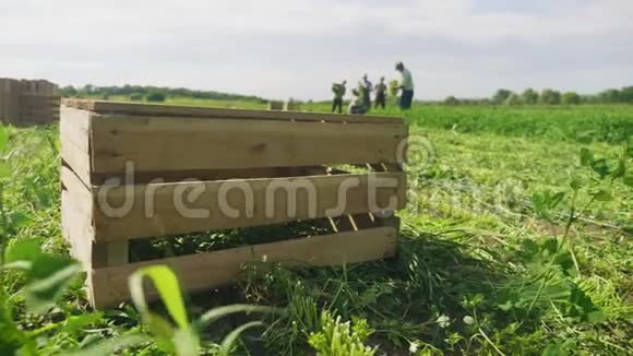 从田野里采摘绿色植物在木箱里刚采摘的草药农民小组用刀子收割新鲜的欧芹视频的预览图