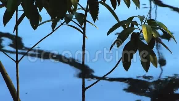 红树林的根和它们的倒影视频的预览图