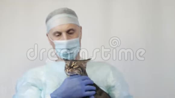 兽医抚摸小猫他在手术前检查它视频的预览图