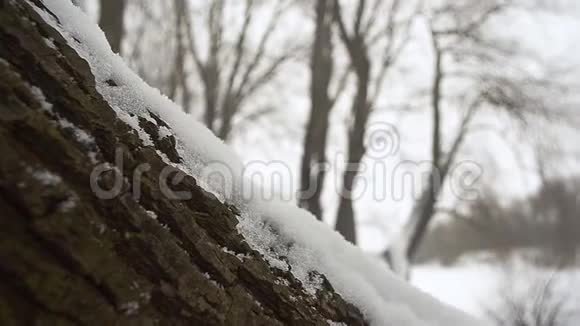 冬天公园的树皮上有白色的雪冰视频的预览图