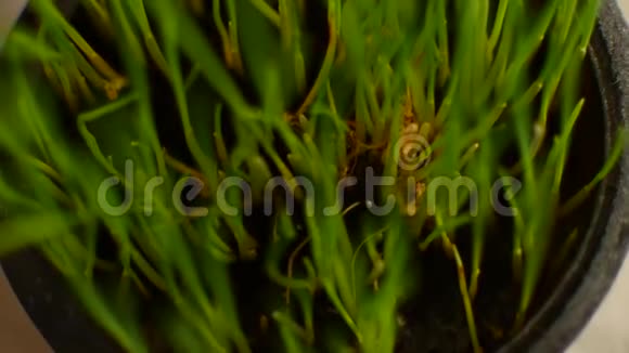 年轻的绿色小麦生长在家里视频的预览图