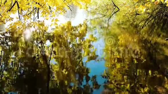 涟漪在水面上黄色的树木在温暖的晴天倒映在湖面上视频的预览图