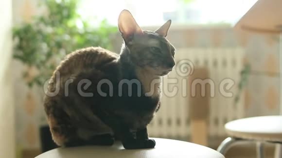 坐在凳子上的康沃尔雷克斯猫视频的预览图
