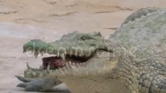 鳄鱼的嘴里长着肉视频的预览图
