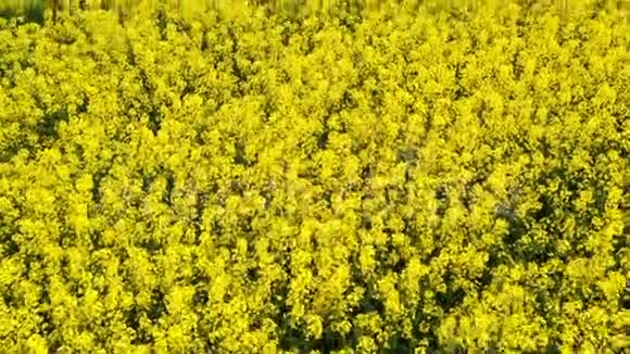 五颜六色的黄色春种菜籽视频的预览图