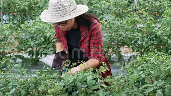 亚洲园丁妇女在农业中使用现代技术视频的预览图