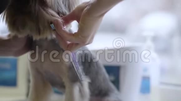 女性宠物美容师在美容沙龙用剪刀剪小狗毛兽医的专业动物发型和造型视频的预览图
