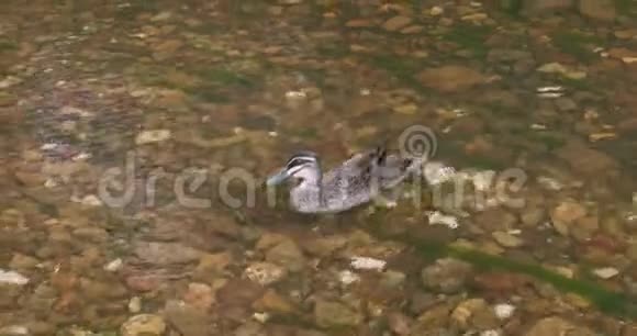 太平洋黑鸭在清澈的浅水河上漂流视频的预览图