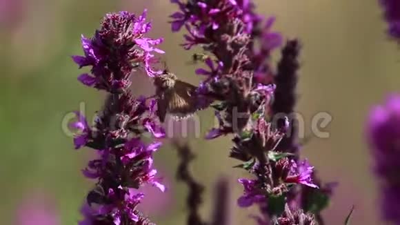 银蛾Autogrica伽马收集花蜜从一个紫色的松散的花在八月在苏格兰视频的预览图