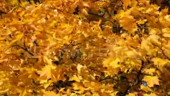 秋叶黄枫在晴朗的晴天相机移动视频的预览图