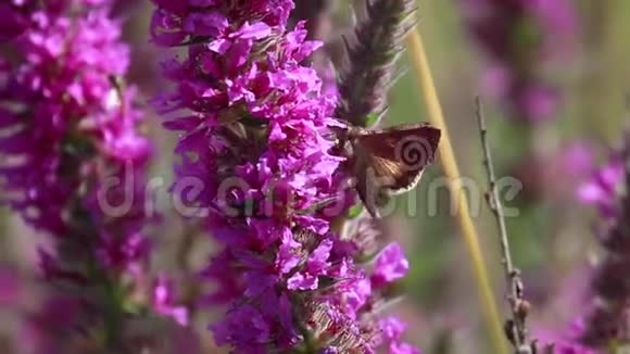 银蛾Autogrica伽马收集花蜜从一个紫色的松散的花在八月在苏格兰视频的预览图