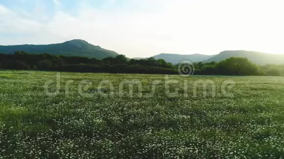 令人惊叹的夏季景观与甘菊田野绿色的树木和山脉背景蓝天视频的预览图