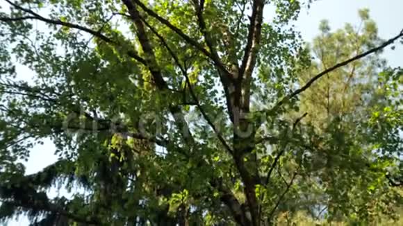阳光明媚的夏日在森林里森林路上吃了垂直慢动作下来视频的预览图