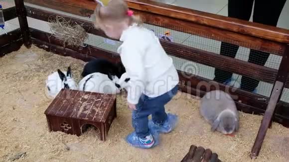 小女孩在一个接触动物园喂兔子可爱的小兔子视频的预览图
