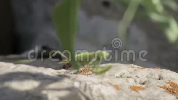 螳螂从石头爬到灌木丛特写镜头视频的预览图