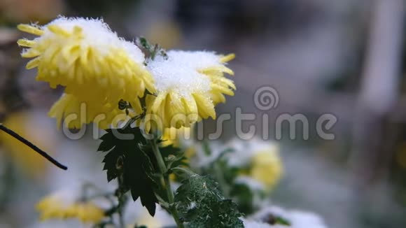 黄色的菊花雪下有绿叶初雪秋春初冬慢动作视频的预览图