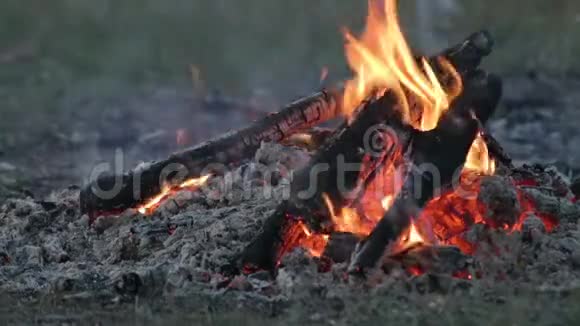 燃烧着大自然的篝火游客在营地上夏天的傍晚视频的预览图