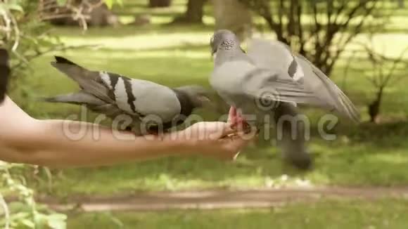 鸽子吃在手上视频的预览图