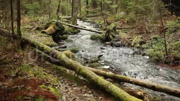 北方森林的溪流视频的预览图