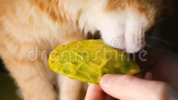 红猫吃芒果时从主人手中特写动作缓慢视频的预览图