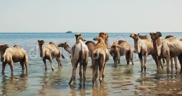 在达哈布的沙漠中穿越河流的骆驼视频的预览图
