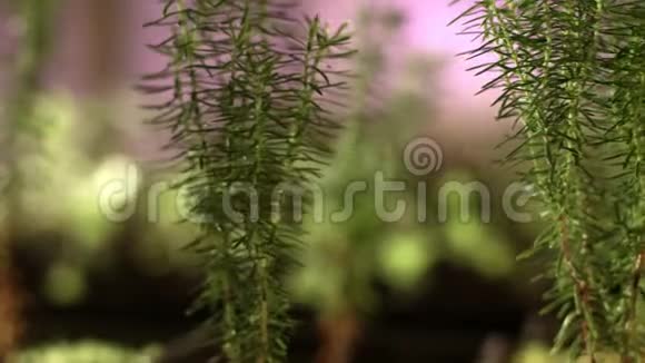 针叶树的种子年轻的嫩芽植物生长视频的预览图