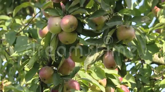 苹果成熟在老树上树未喷农药乡村的夏日花园无害环境产品视频的预览图