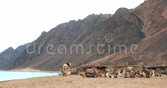 骆驼车队在达哈布的撒哈拉沙漠视频的预览图