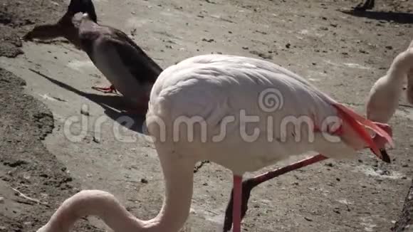 敖德萨动物园的大火烈鸟腓肠翅目视频的预览图