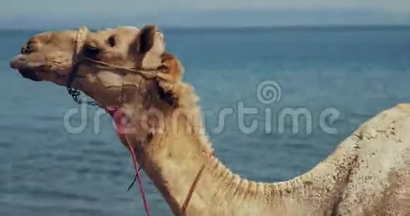 只有一只骆驼正对着我近海的相机视频的预览图