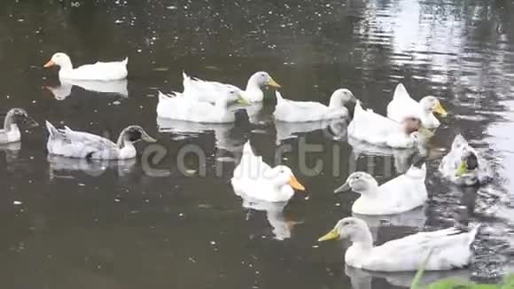 许多灰白色的鸭子在池塘里游泳视频的预览图