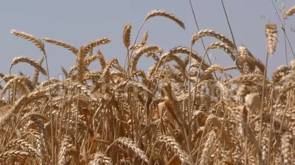 把麦田里的黄大麦植物视频的预览图