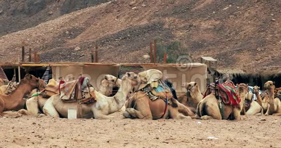 骆驼商队在沙漠沙上休息骆驼在休息视频的预览图