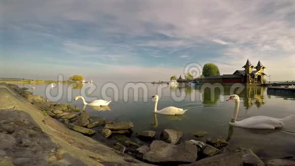 匈牙利巴拉顿湖上的许多天鹅靠近小镇凯斯兹利视频的预览图