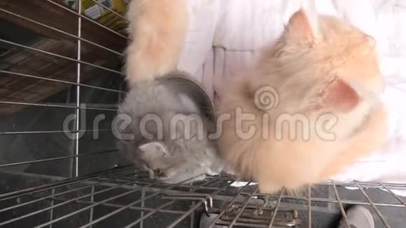 宠物店里的土耳其安哥拉猫视频的预览图