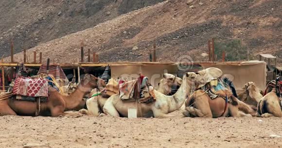 杜兹附近撒哈拉沙漠的一群骆驼视频的预览图