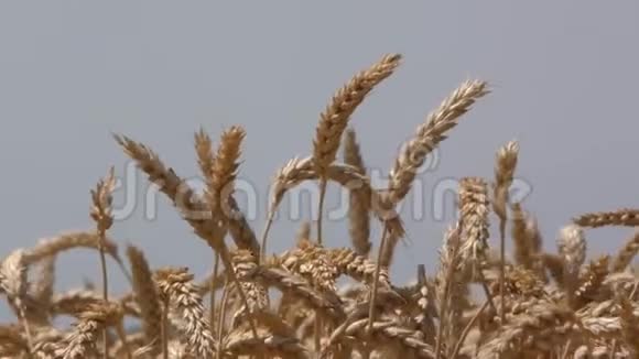 把麦田里的黄大麦植物视频的预览图