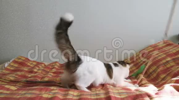 精力充沛的猫在床上玩羽毛宠物在玩具后面旋转跳跃动作缓慢视频的预览图