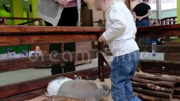 小女孩在一个接触动物园喂兔子可爱的小兔子视频的预览图