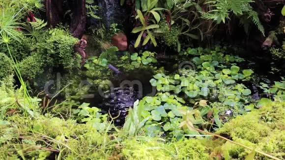 带池塘的热带花园视频的预览图