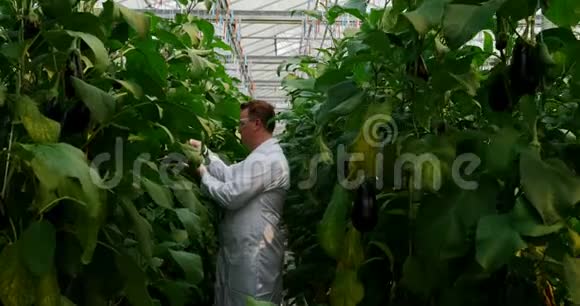 温室4k中研究茄子的男性科学家视频的预览图