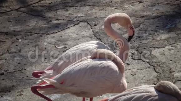 敖德萨动物园的大火烈鸟腓肠翅目视频的预览图